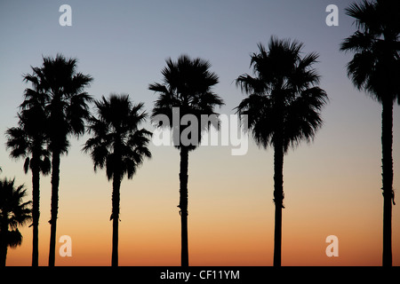 PALM TREES,CALIFORNIA,USA Stock Photo