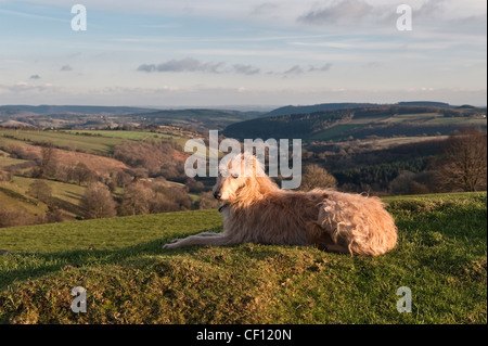 A rough coated lurcher dog on Stonewall Hill near Knighton, Powys, in the Welsh borders. The view south over the quiet Herefordshire countryside Stock Photo