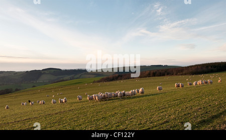 Sheep grazing at twilight on Stonewall Hill (Reeves Hill) near Knighton, Powys, in the Welsh borders, until recently the site of a proposed wind farm Stock Photo