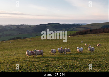 Sheep grazing at twilight on Stonewall Hill (Reeves Hill) near Knighton, Powys, in the Welsh borders, until recently the site of a proposed wind farm Stock Photo