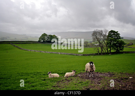 Ewe and lambs in bleak Yorkshire dales landscape Stock Photo
