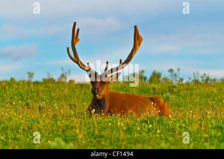 Beautiful Majestic Wild Male Elk in Yellowstone National Park Stock Photo