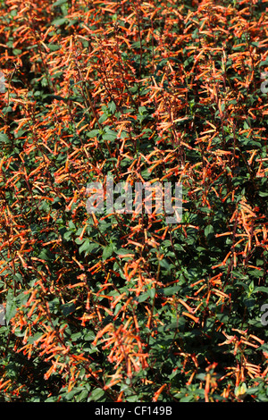 Dwarf Pomegranate, Punica granatum var. nana, Lythraceae. Western Asia. Stock Photo