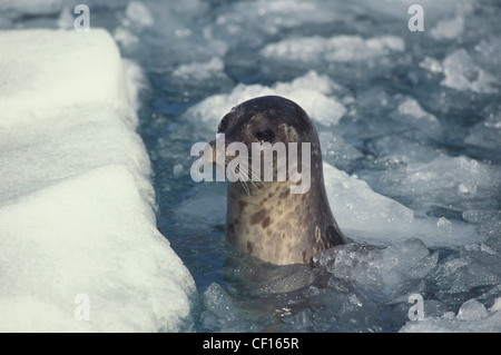 A Harbor Seal among the icebergs calved from LeConte Glacier in Southeast Alaska's Alexander Archipelago Stock Photo