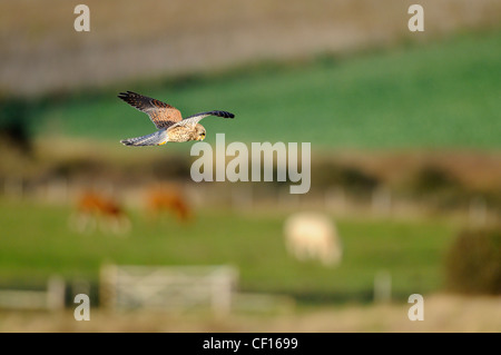 kestrel, falco tinnunculus, female hunting over pastureland, with grazing livestock in distance, Norfolk, England, December Stock Photo