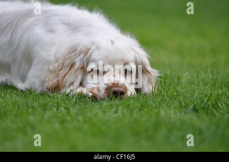 Clumber Spaniel having a rest which is what they like to do best! Stock Photo