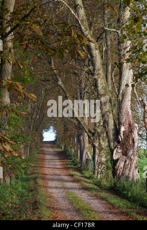 Autumn Tree chestnut avenue allee baumallee Stock Photo