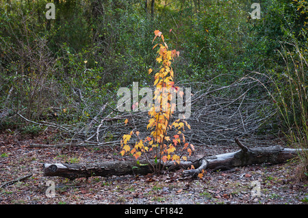 fall colors of the Florida maple tree Stock Photo