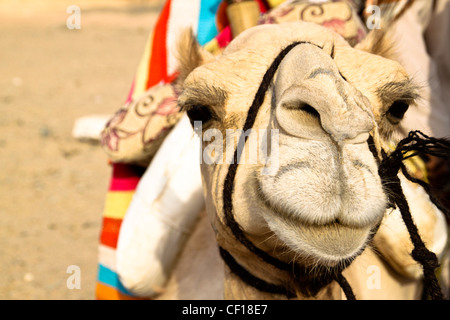 Dromedary resting during a safari in the Sahara desert, near Marsa Alam, Egypt Stock Photo
