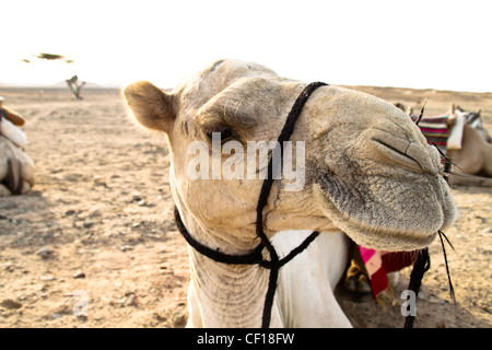 Dromedary resting during a safari in the Sahara desert, near Marsa Alam, Egypt Stock Photo