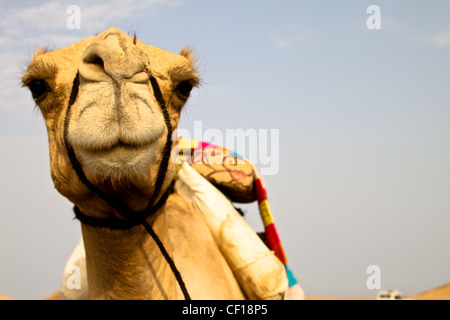 Dromedary resting during a safari in the Sahara desert, near Marsa Alam, Egypt Stock Photo