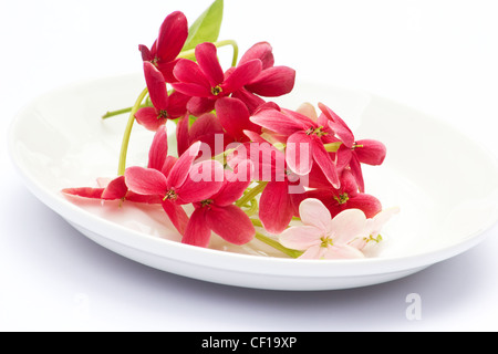 Close-up of rangoon creeper (Quisqualis indica) on white plate on white background Stock Photo