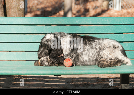 English Springer Spaniel black and white resting on a bench in a park, Quebec country, Canada Stock Photo
