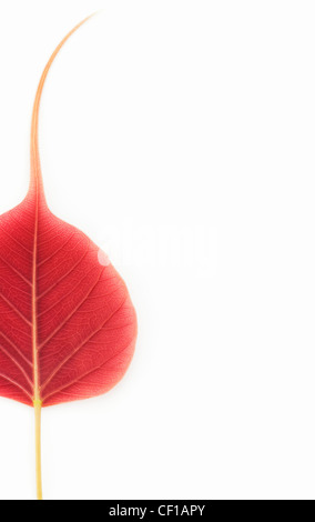 Ficus religiosa. Sacred Fig tree leaf / Bodhi tree leaf pattern on white background Stock Photo