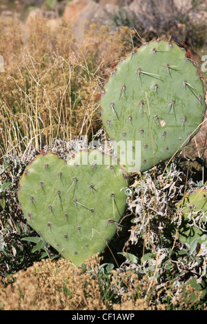 heart shaped prickly pear cactus pad Stock Photo