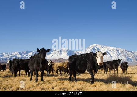 cattle with mountains in the background and blue sky Stock Photo