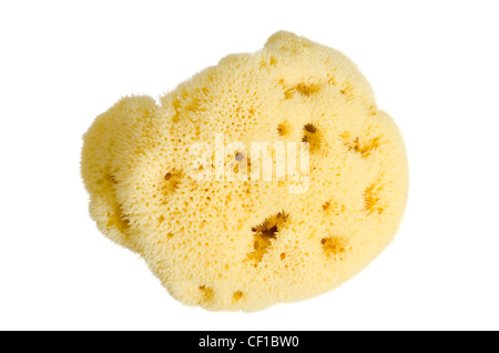 natural yellow sponge isolated on white background Stock Photo