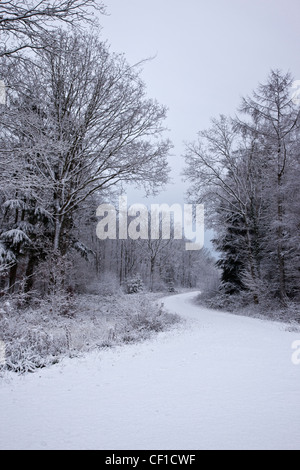 A snow covered path leading through a forest in winter. Stock Photo