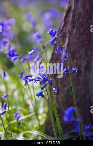Close-up of Bluebells growing in West Woods. Stock Photo