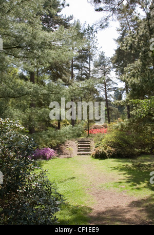 Bedgebury the world's finest conifer collection Stock Photo