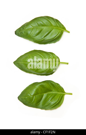 Fresh Basil leaves isolated on a white studio background. Stock Photo