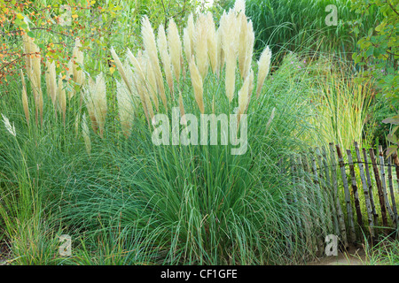 Cortaderia selloana, pampas grass in fall (France, Chaumont-sur-Loire, Festival International des Jardins) Stock Photo