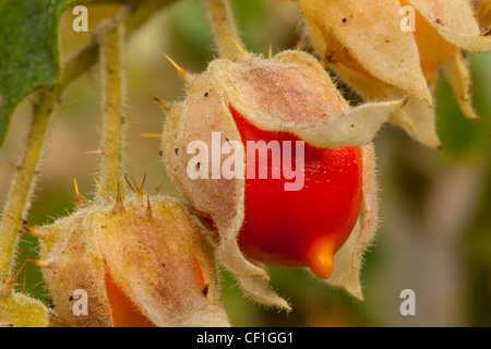 Fruit of Solanum sisymbriifolium or Sticky Nightshade, the Fire-and-Ice plant, Litchi Tomato, or Morelle de Balbis. Stock Photo
