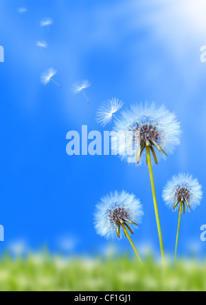 Dandelion flower field over blue sky Stock Photo