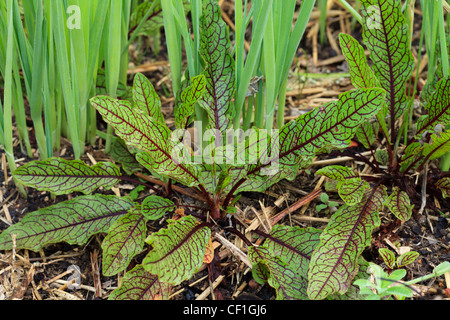 Rumex sanguineum, sorrel red veined or bloody dock in a kitchen garden. Stock Photo