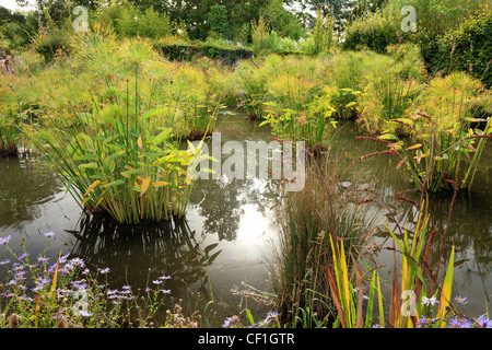 pond with papyrus, (Cyperus papyrus), and Thalia dealbata. in the Festival International des Jardins de Chaumont-sur-Loire. Stock Photo