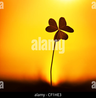 Clover at sunset, silhouette of shamrock plant over warm yellow sky background, abstract floral image, spring nature Stock Photo
