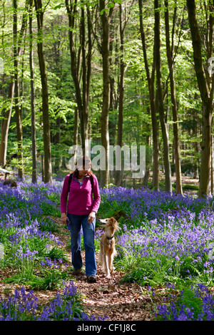 Woman walking along a woodland path through Bluebells with a Saluki Lurcher at West Woods. Stock Photo
