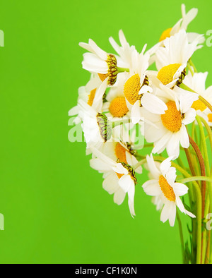 Fresh daisy flowers bouquet isolated over green background Stock Photo