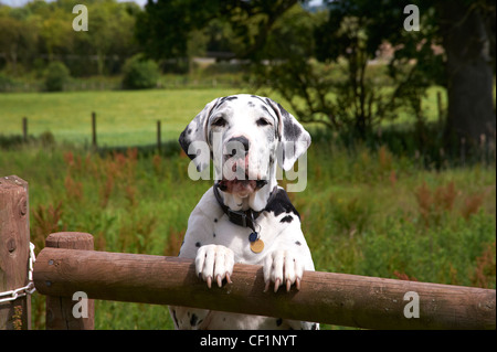 A spotted lurcher dog on hind legs, leaning with front paws on a fence in a field. Stock Photo