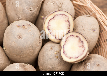 Seed potatoes, Solanum tuberosum 'Shetland Black', in a basket Stock Photo