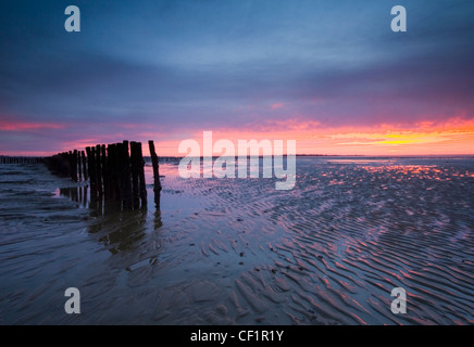 Rippled mudflats exposed at low tide at East Mersea in the Thames Estuary during sunrise. Stock Photo