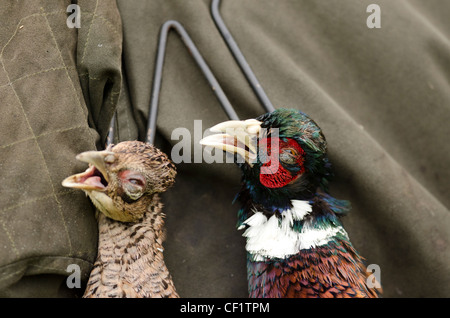 A brace of pheasants hanging from the shoulder after a shoot in dorset