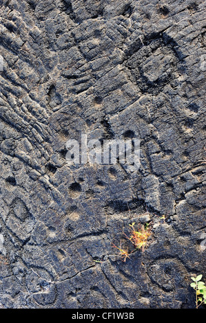 Pu'u Loa petroglyphs on lava, Kilauea Volcano, Big Island, Hawaii Islands, Usa Stock Photo