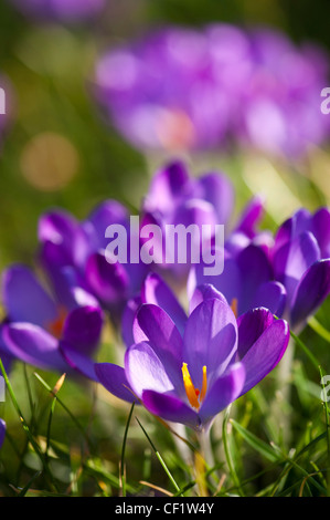 Crocus tommasinianus 'Ruby Giant' growing in a garden lawn Stock Photo