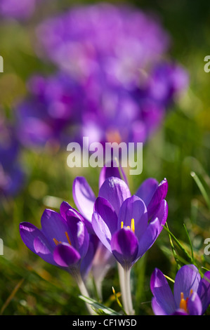 Crocus tommasinianus 'Ruby Giant' growing in a garden lawn Stock Photo