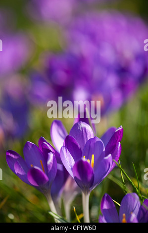 Crocus tommasinianus 'Ruby Giant' growing in a garden lawn Stock Photo