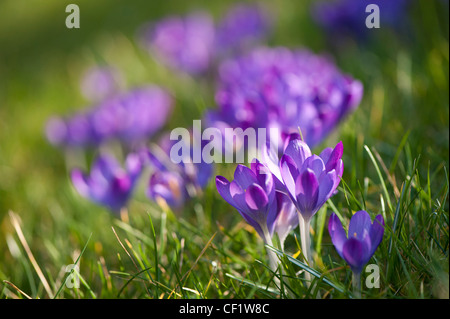 Crocus tommasinianus 'Ruby Giant' growing in a garden lawn Stock Photo