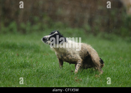 Gun Dog stood in the rain shaking Stock Photo