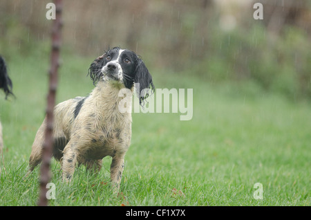 Gun Dog stood in the rain Stock Photo