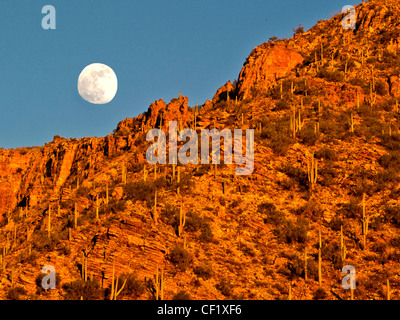 An full moon rises in afternoon sun over Sabino Canyon, Santa Catalina Mountains, Sonora Desert, Tucson, AZ. Note Saguaro cactus Stock Photo