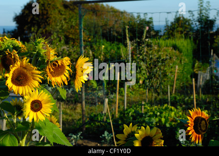 Sunflowers growing on an allotment, with vegetables in the background. Stock Photo