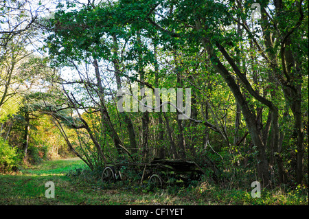 An old farm cart by a footpath in Foxley Wood National Nature Reserve, Norfolk, England, United Kingdom. Stock Photo