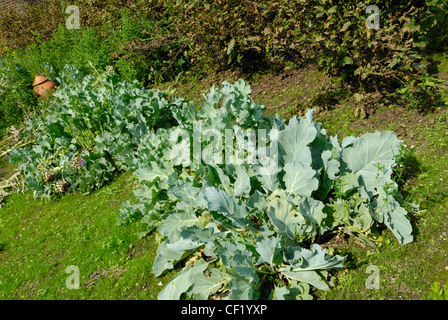 Cabbages growing on allotment. Stock Photo