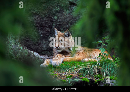 Eurasian lynx (Lynx lynx) resting in forest, Sweden Stock Photo