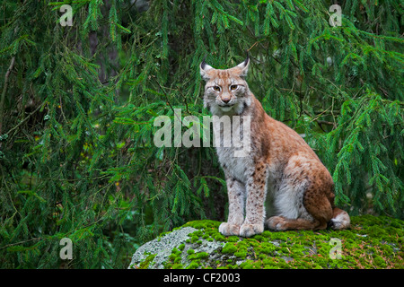 Eurasian lynx (Lynx lynx) sitting on rock in pine forest, Sweden Stock Photo